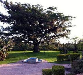 alameda figueira