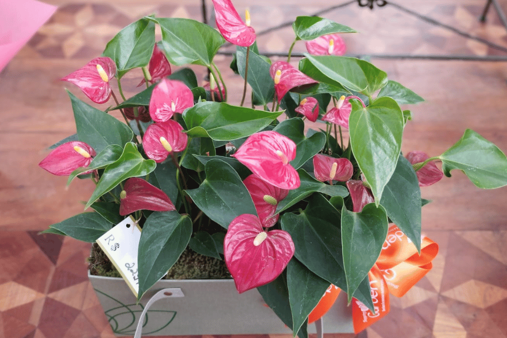 Arranjos de antúrios com orquídeas