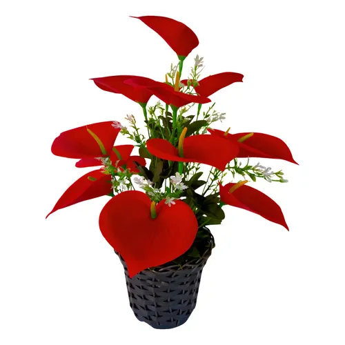 Arranjos de antúrios para locais com luz indireta