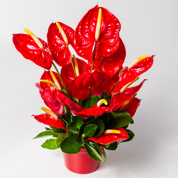 Arranjos de antúrios exóticos