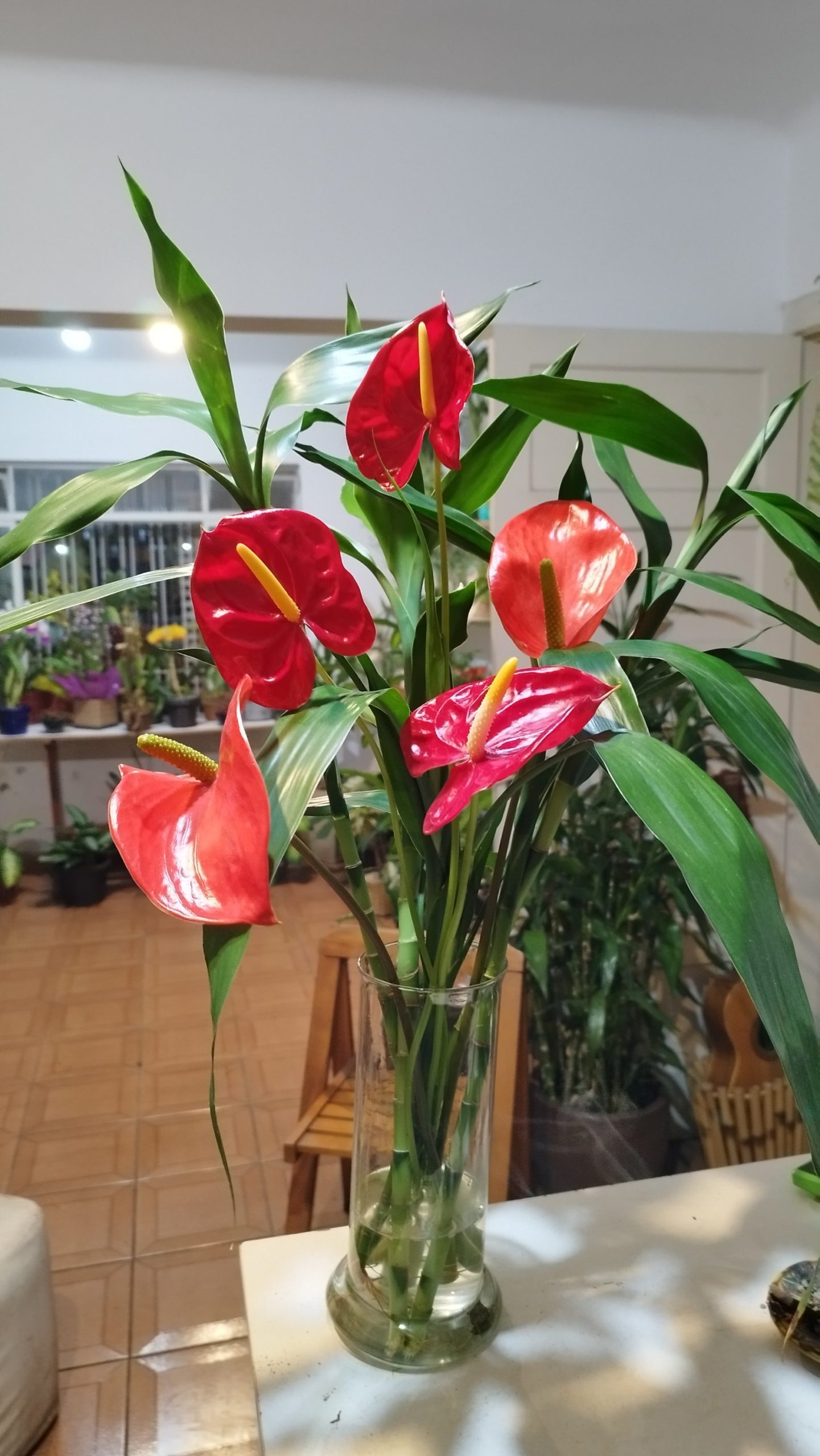 Arranjos com antúrios rosa