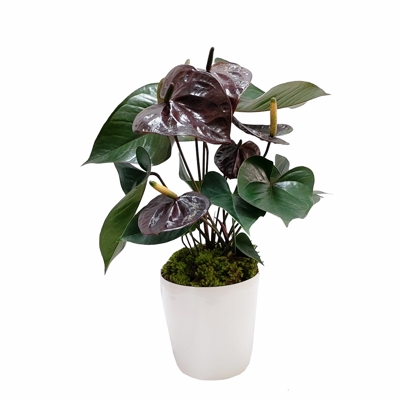 Arranjos com antúrios vermelhos