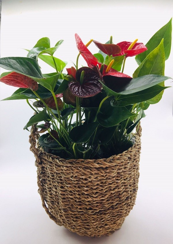 Arranjos de antúrios para casamento