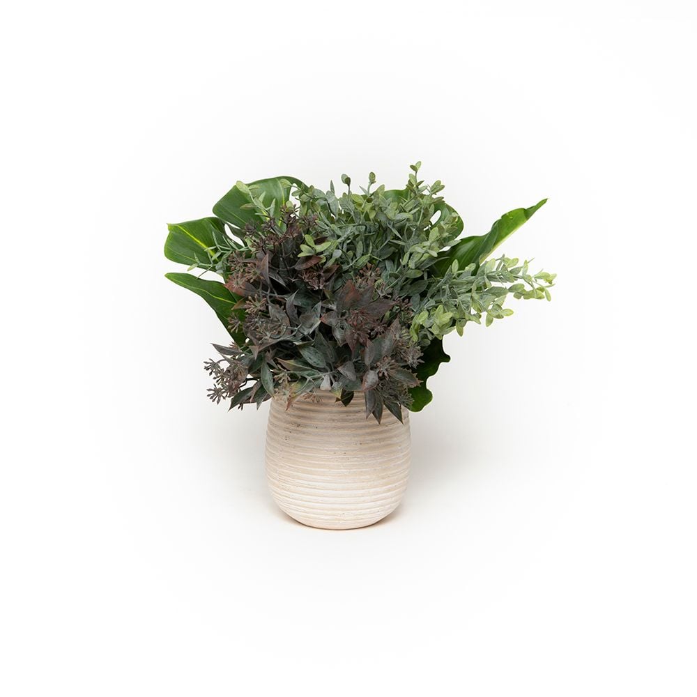 Top 5 plantas de interior que purificam o ar e são fáceis de cuidar