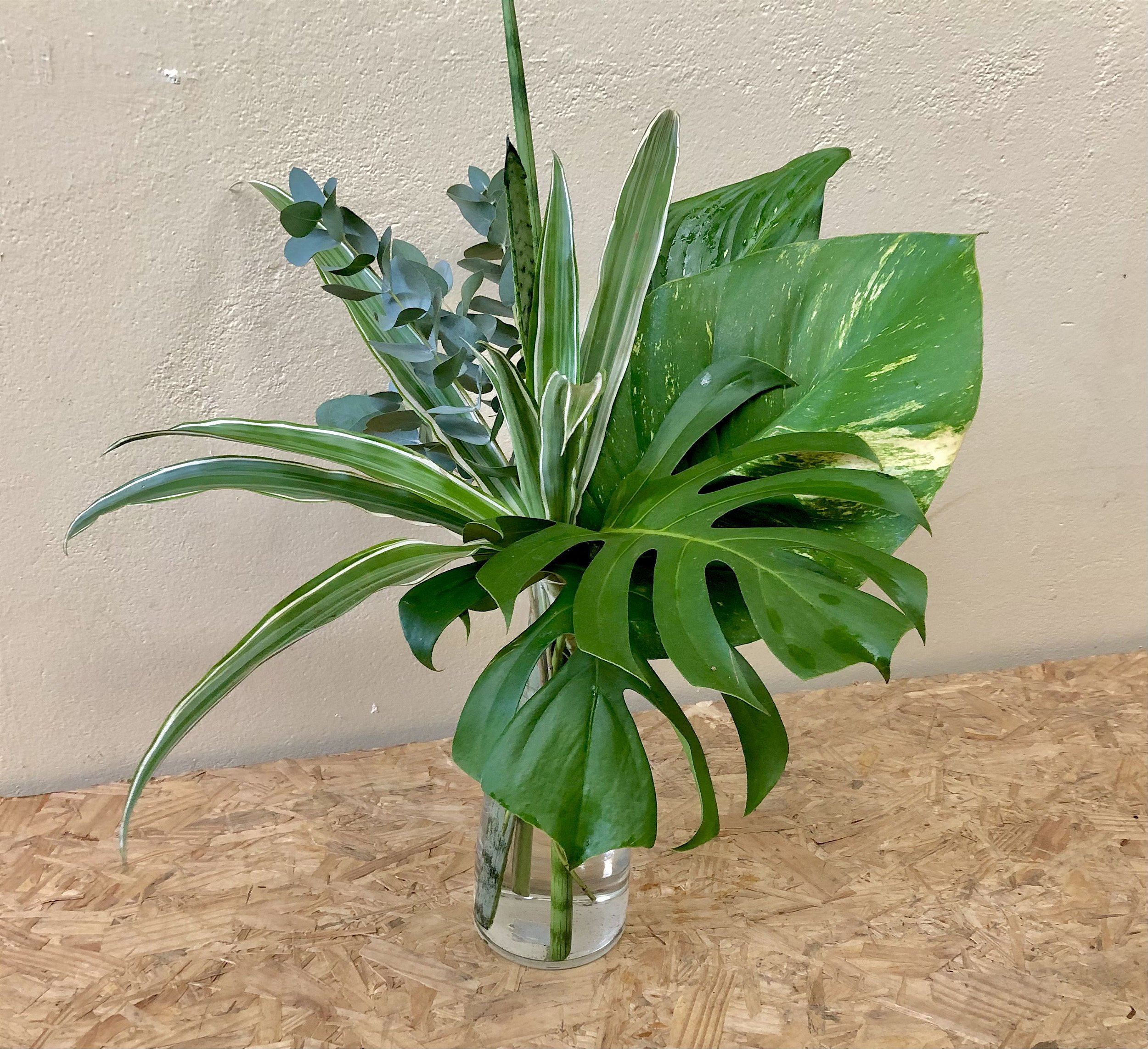 Top 5 plantas de interior que purificam o ar e são fáceis de cuidar