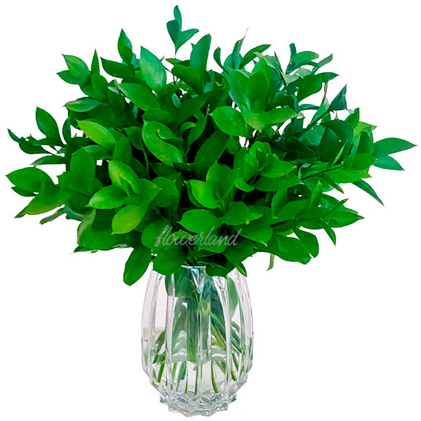 Guia completo: Como escolher folhagens para cada ambiente