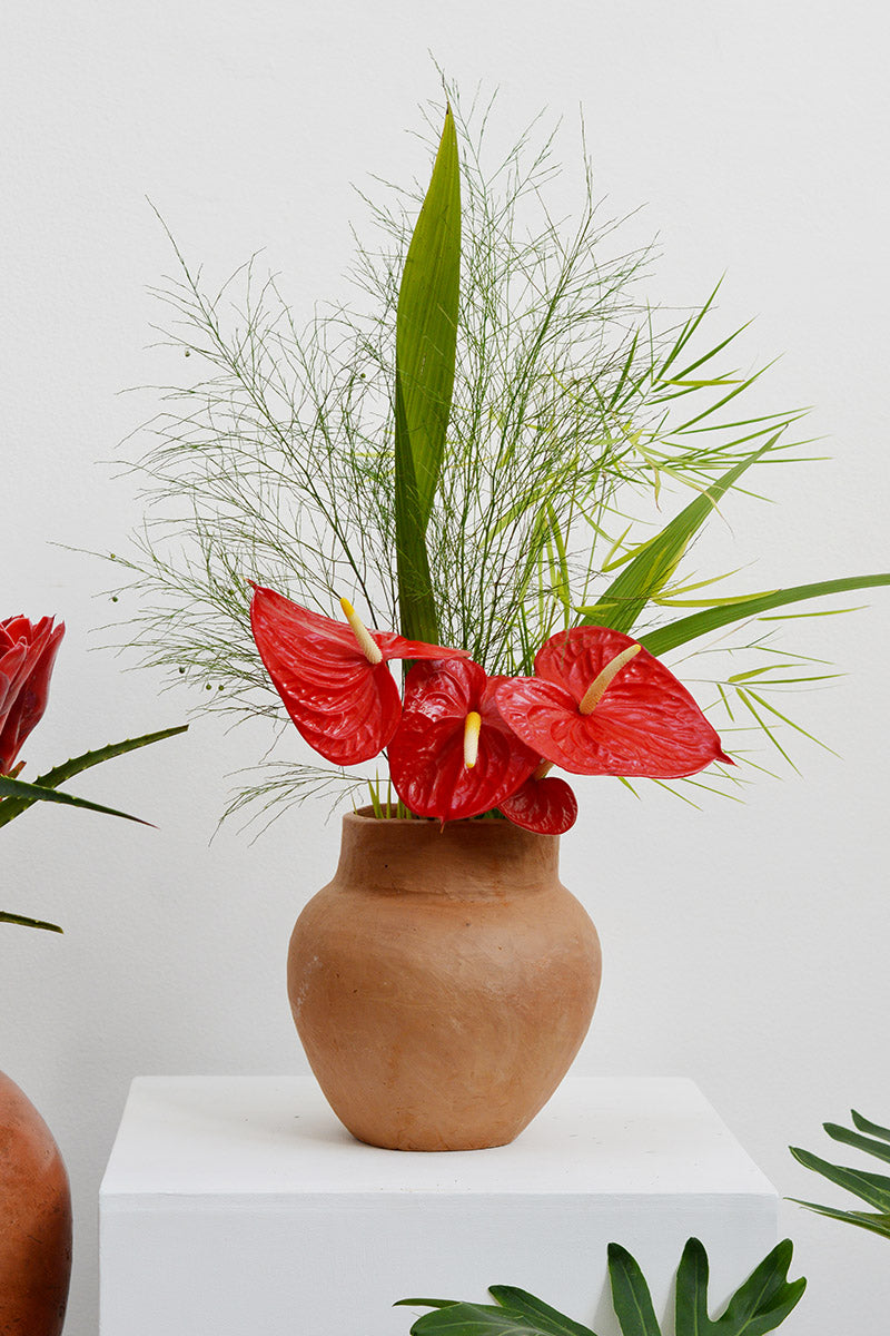 Top 5 plantas de interior que purificam o ar e são fáceis de cuidar