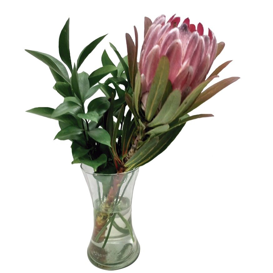 arranjos com proteas