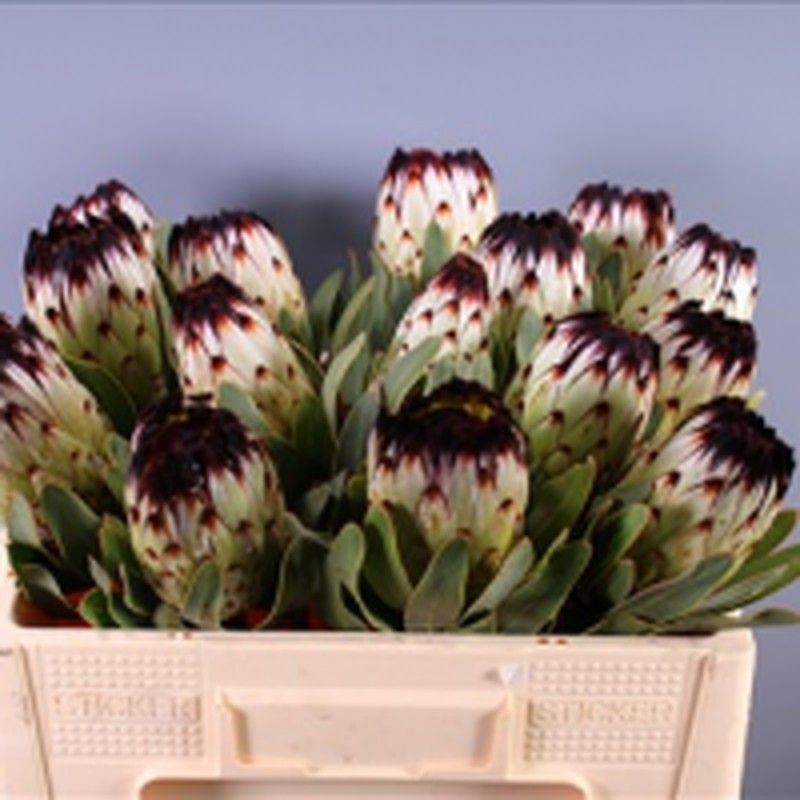 5 Ideias de Títulos para Posts sobre Arranjos de Proteas:
1. Proteas: A Flor Exótica que Transforma Qualquer Ambiente.
2. Do Minimalismo ao Boho: Descubra os Estilos de Arranjos com Proteas.
3. Como Conservar Seus Arranjos de Proteas Frescas e Desidratadas.
4. Guia Completo das Variedades de Proteas para Arranjos Incríveis.
5. Proteas em Eventos: Inspirações para Casamentos e Decorações Rústicas.