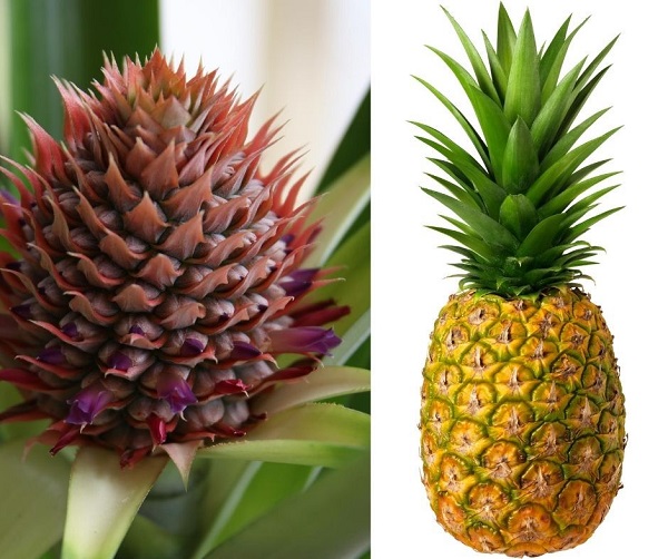 DIY: Arranjos com sementes e frutos