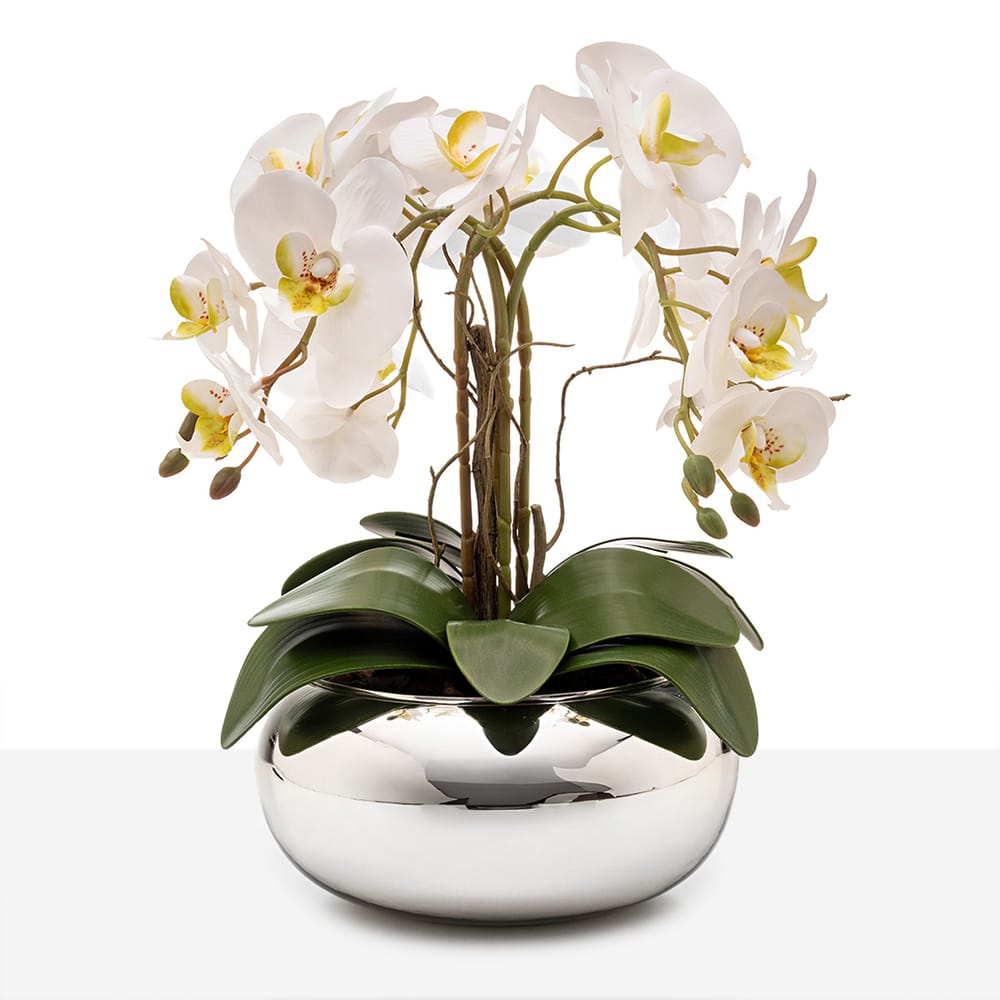 Flores para Vasos de Prata: Orquídeas