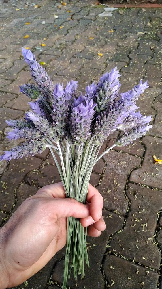 Como Cuidar e Conservar seu Buquê de Lavanda para Durar Mais Tempo