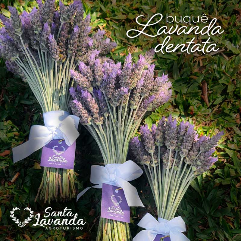 buque de lavanda