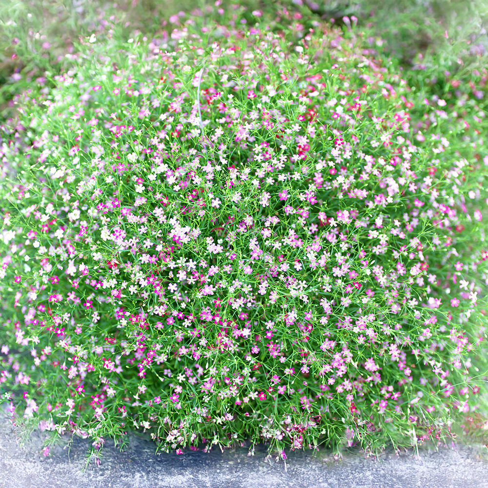 Guia Completo: Como Escolher o Buquê de Mosquitinho Perfeito para Cada Ocasião