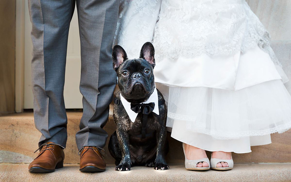 Guia Completo para um Casamento Pet Friendly Inesquecível