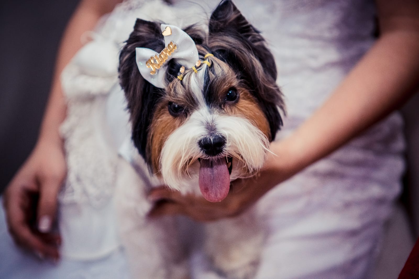Pet Sitter para Casamento: Por Que Contratar e Como Escolher