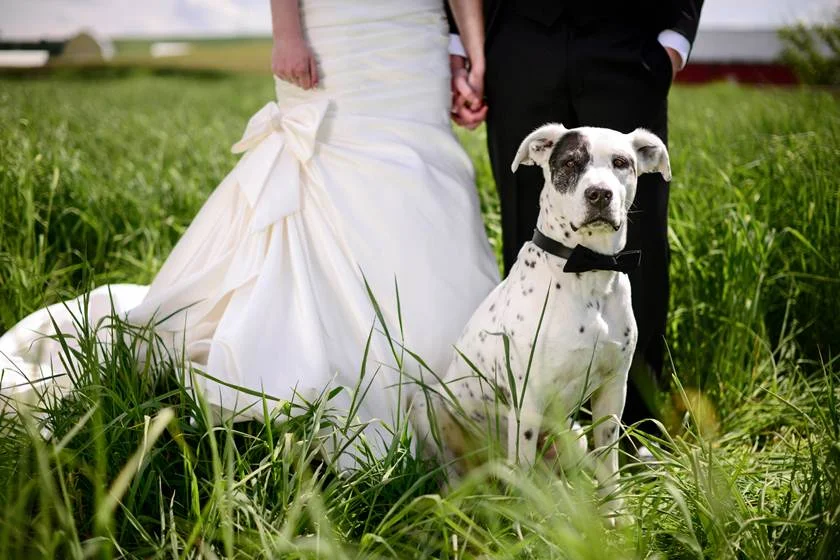 como incluir pets no casamento