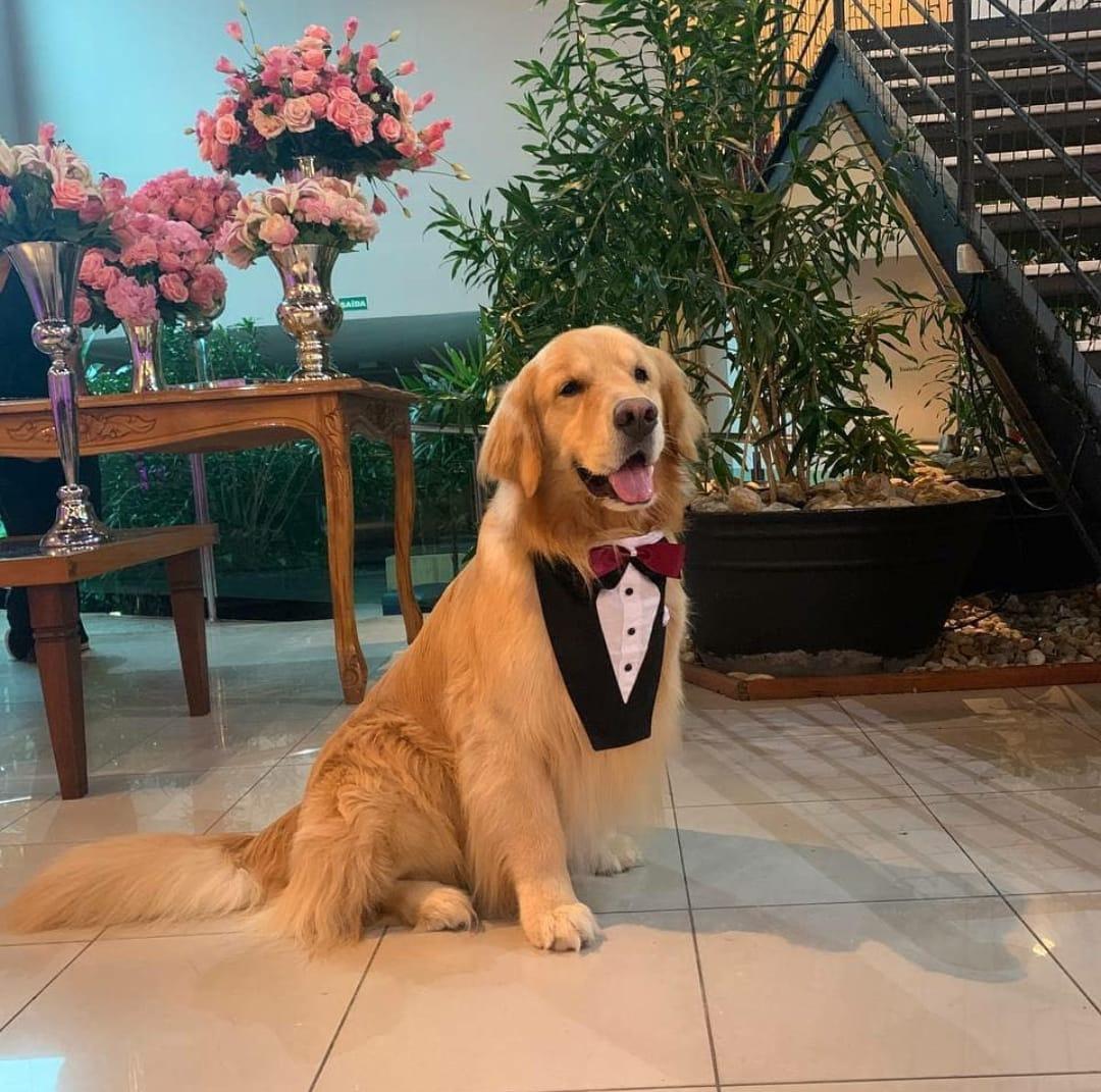 Ideias Criativas para Incluir Seu Pet na Cerimônia e Festa