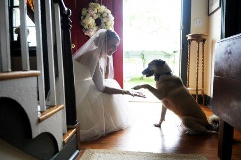 Pet Sitter para Casamento: Por Que Contratar e Como Escolher