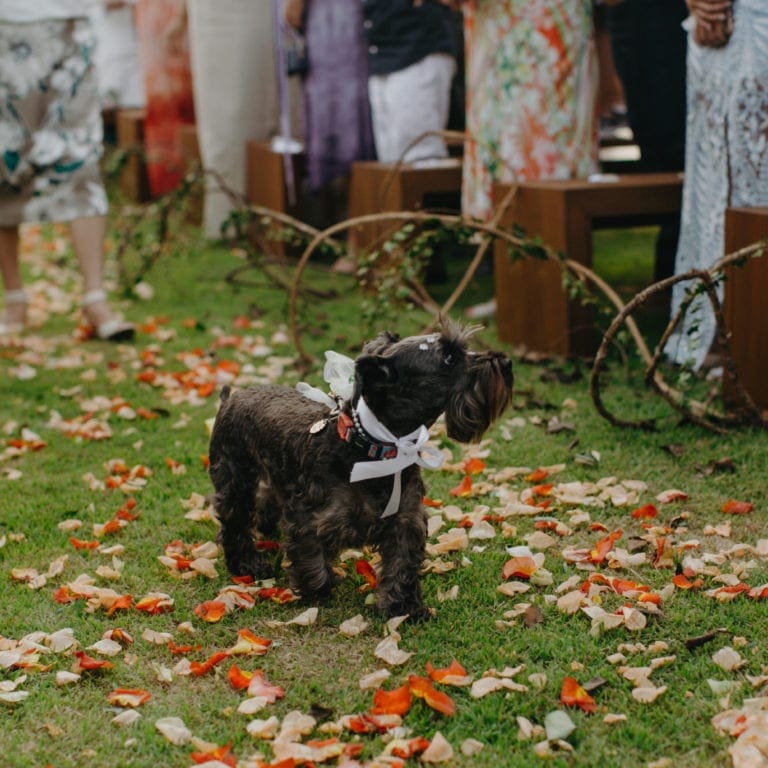 como incluir pets no casamento