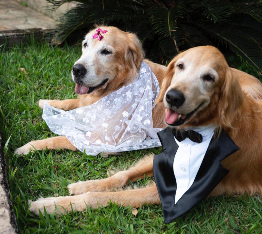 Pet Sitter para Casamento: Por Que Contratar e Como Escolher