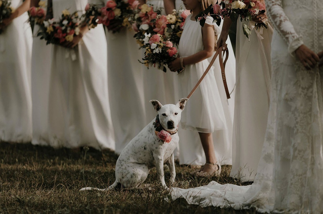 Ideias Criativas para Incluir Seu Pet na Cerimônia e Festa