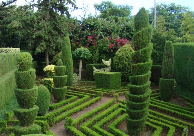 árvore francesa vs topiaria viva qual escolher