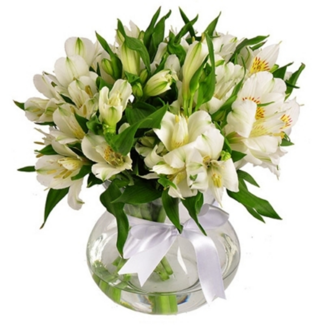 Astromélias e Rosas: A Combinação Perfeita para Ocasiões Especiais