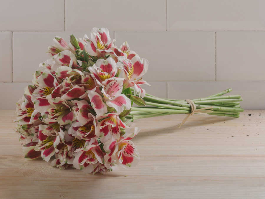 5 ideias de títulos