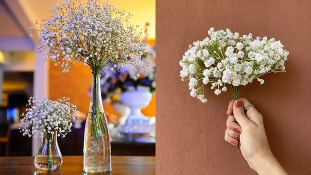 Técnicas Secretas para Conservar o Mosquitinho Fresco por Mais Tempo