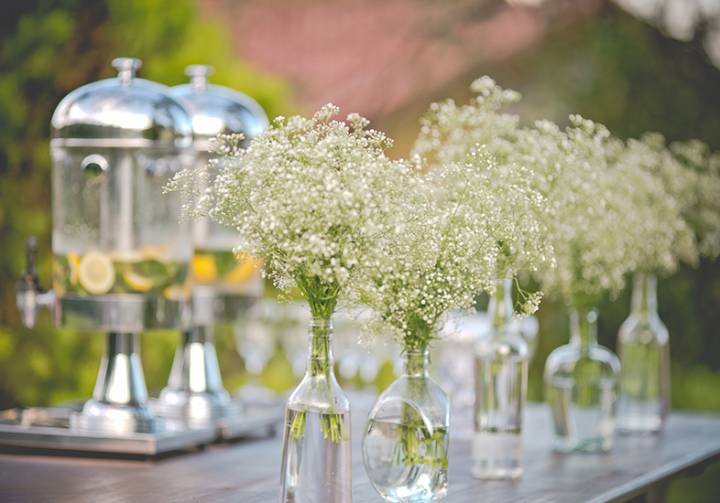 Mosquitinho vs. Áster: Qual Escolher para sua Decoração Econômica?