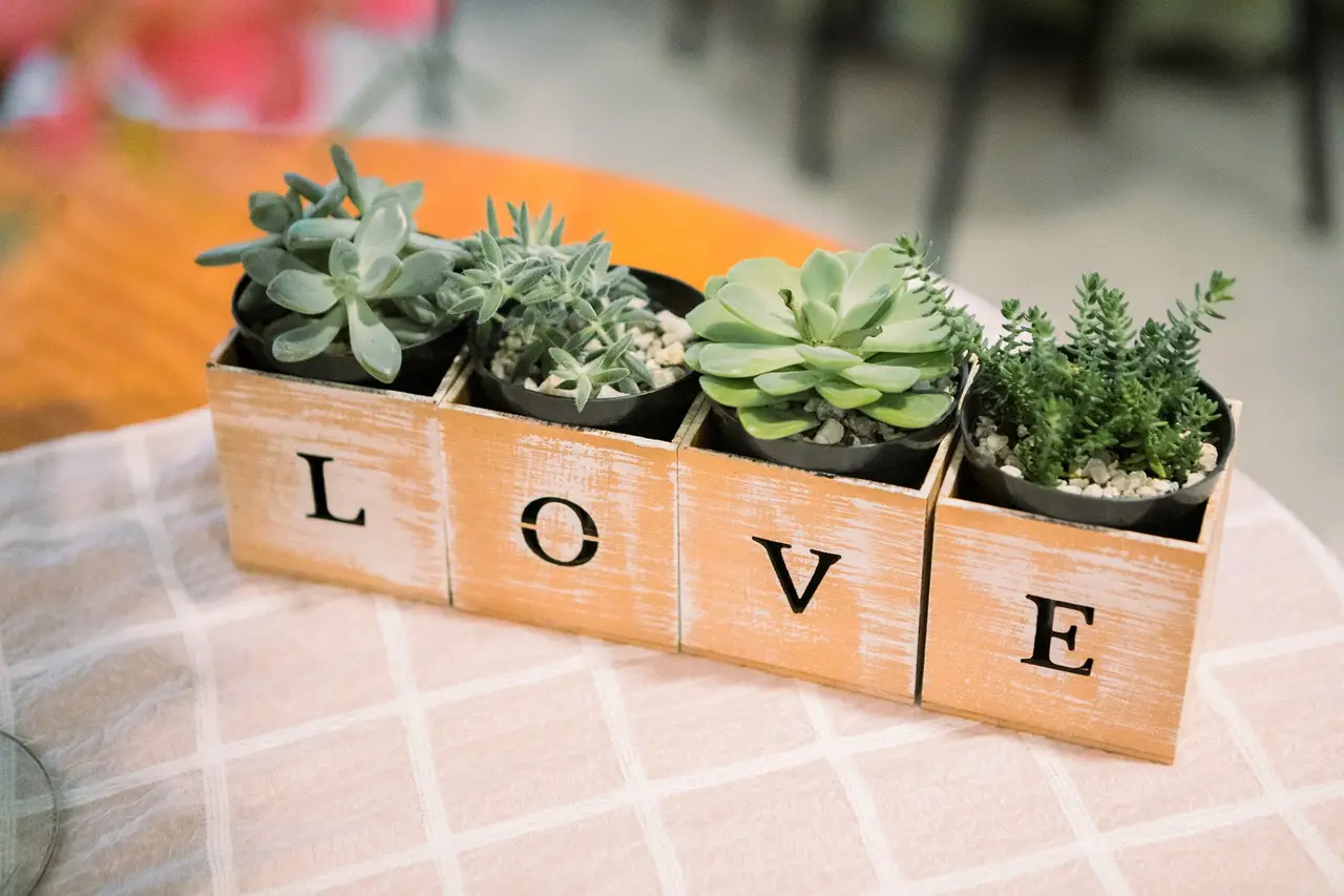 decoracao com suculentas