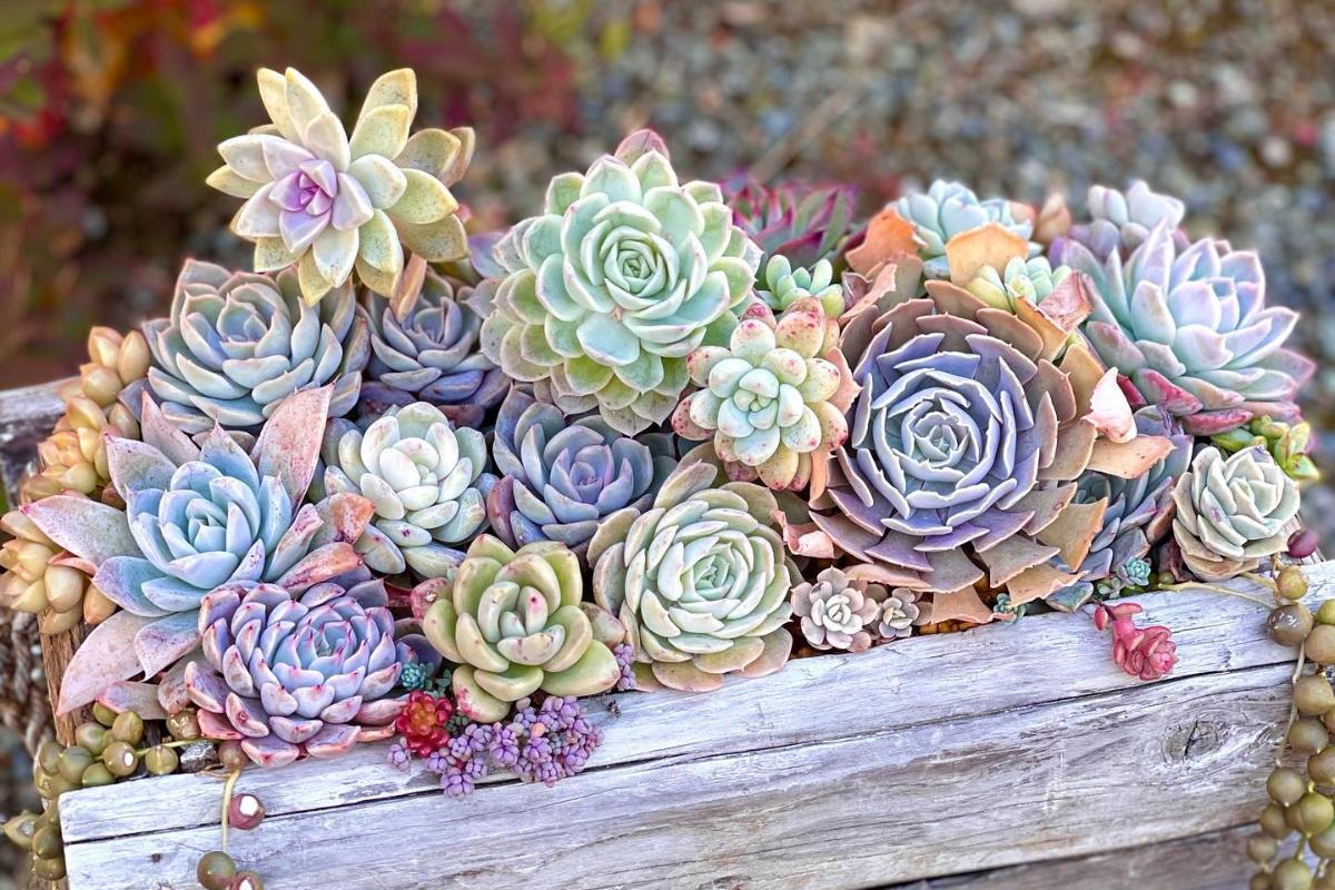 decoracao com suculentas