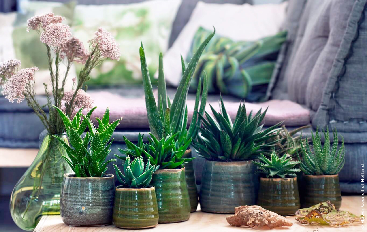 decoracao com suculentas