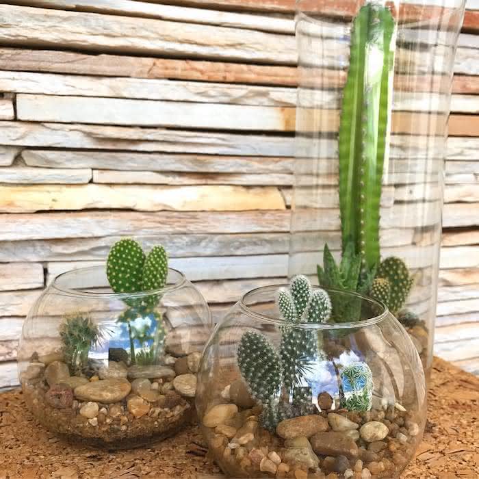 decoracao com suculentas