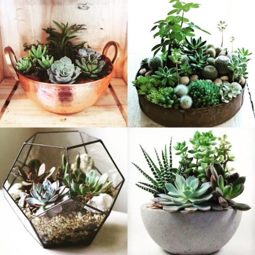decoracao com suculentas