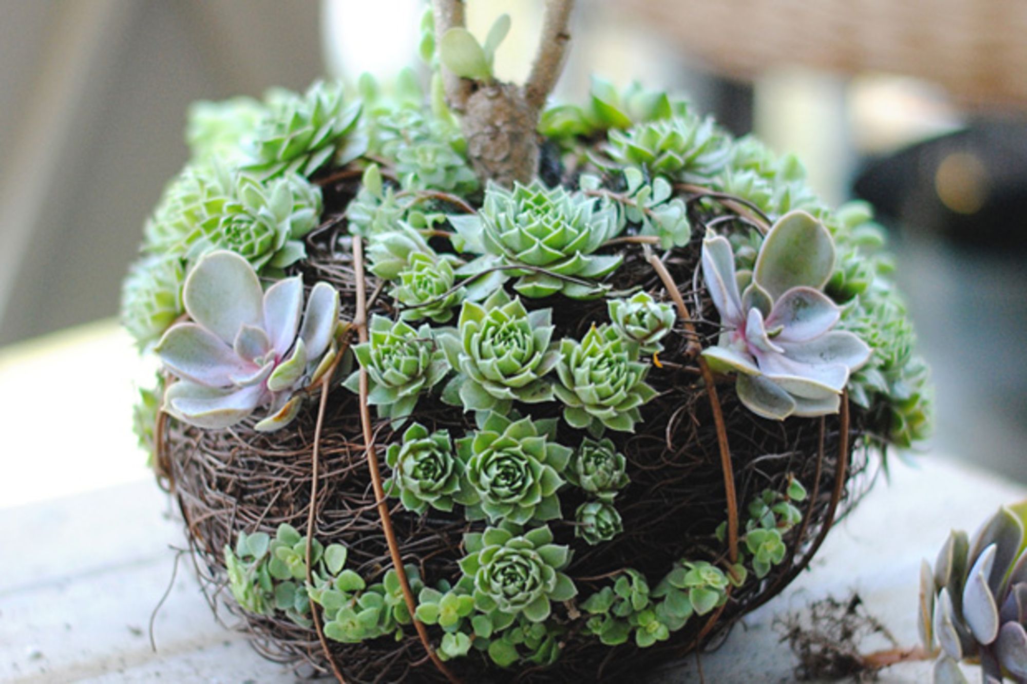 decoracao com suculentas