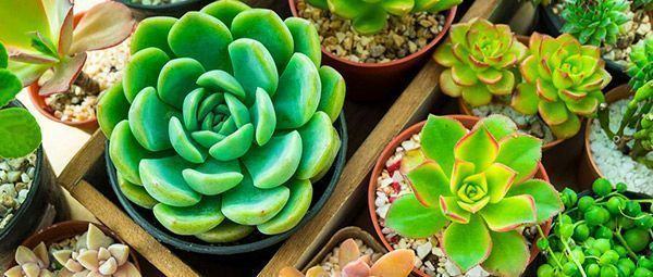 decoracao com suculentas