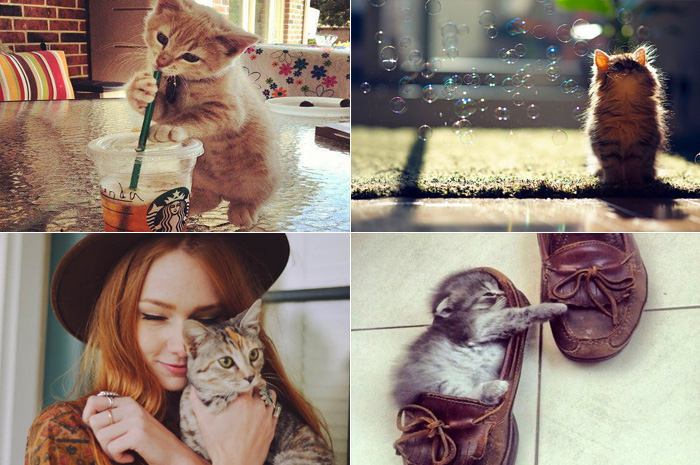 ensaio com animais de estimacao