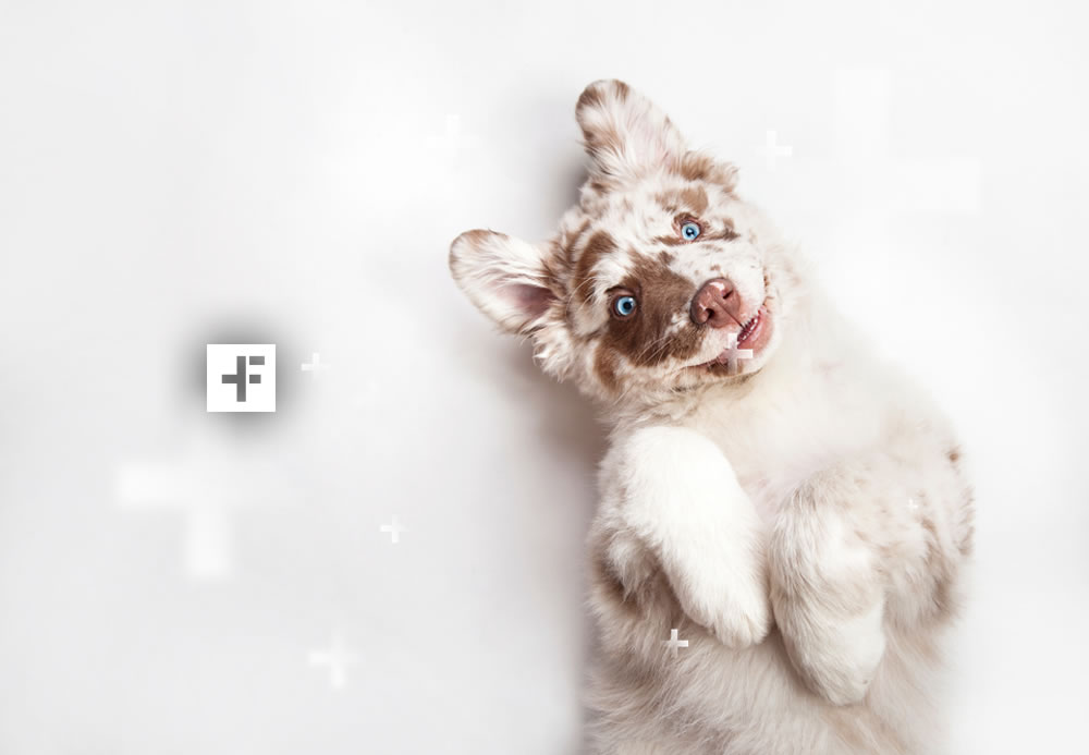 ensaio com animais de estimacao