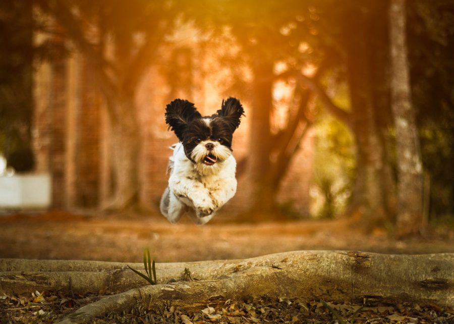 5 ideias de títulos