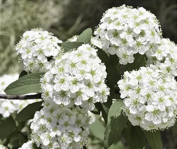 flores para buque de noiva de inverno