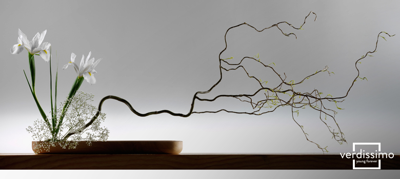 ikebana moderno