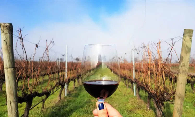 lua de mel em Mendoza (vinicolas)