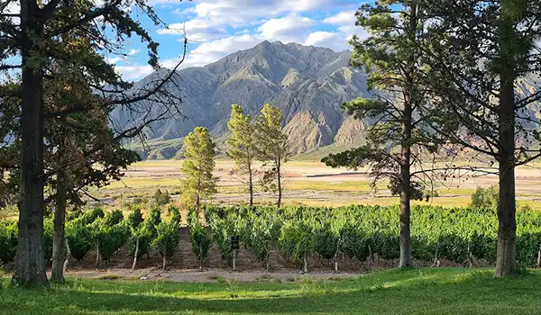 lua de mel em Mendoza (vinicolas)