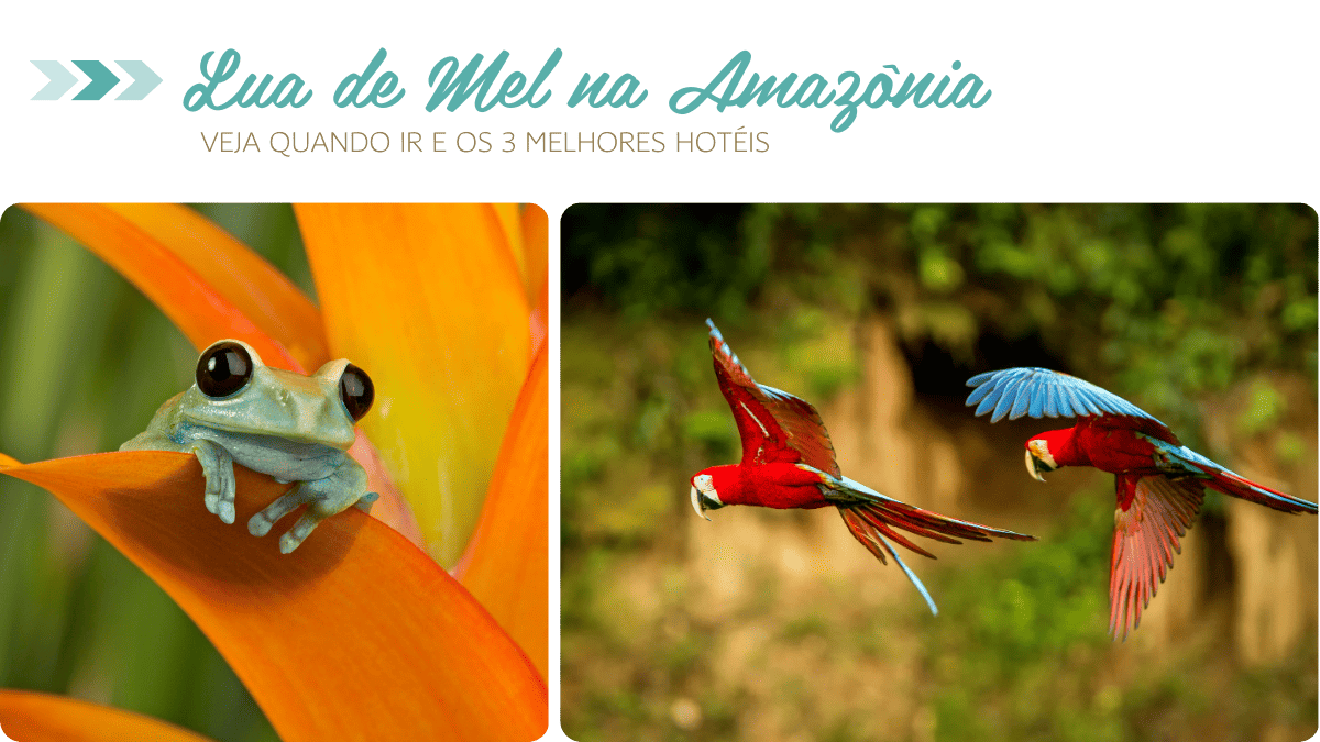 pantanal ou bonito lua de mel qual escolher