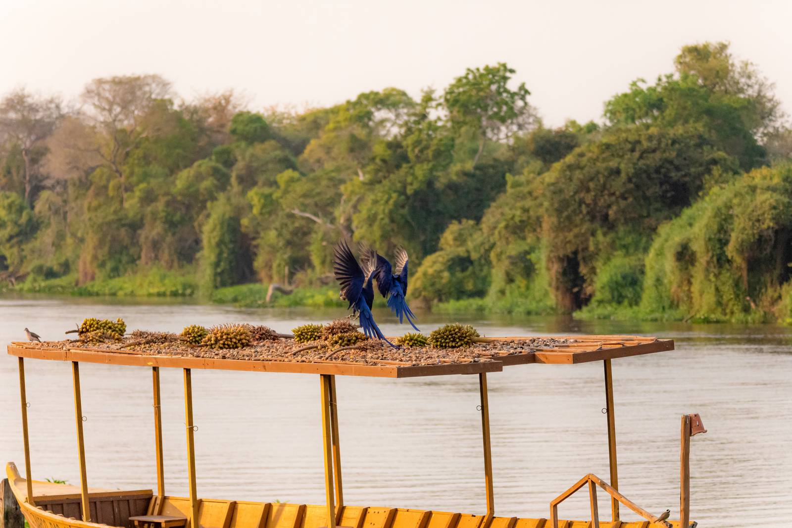 pantanal ou bonito lua de mel qual escolher