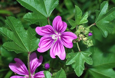 quanto custa pintar parede cor malva
