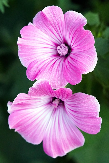 inspiração decoração com cor malva