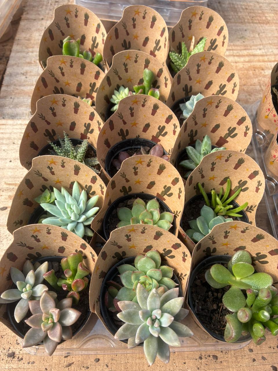 lembrancinha de planta